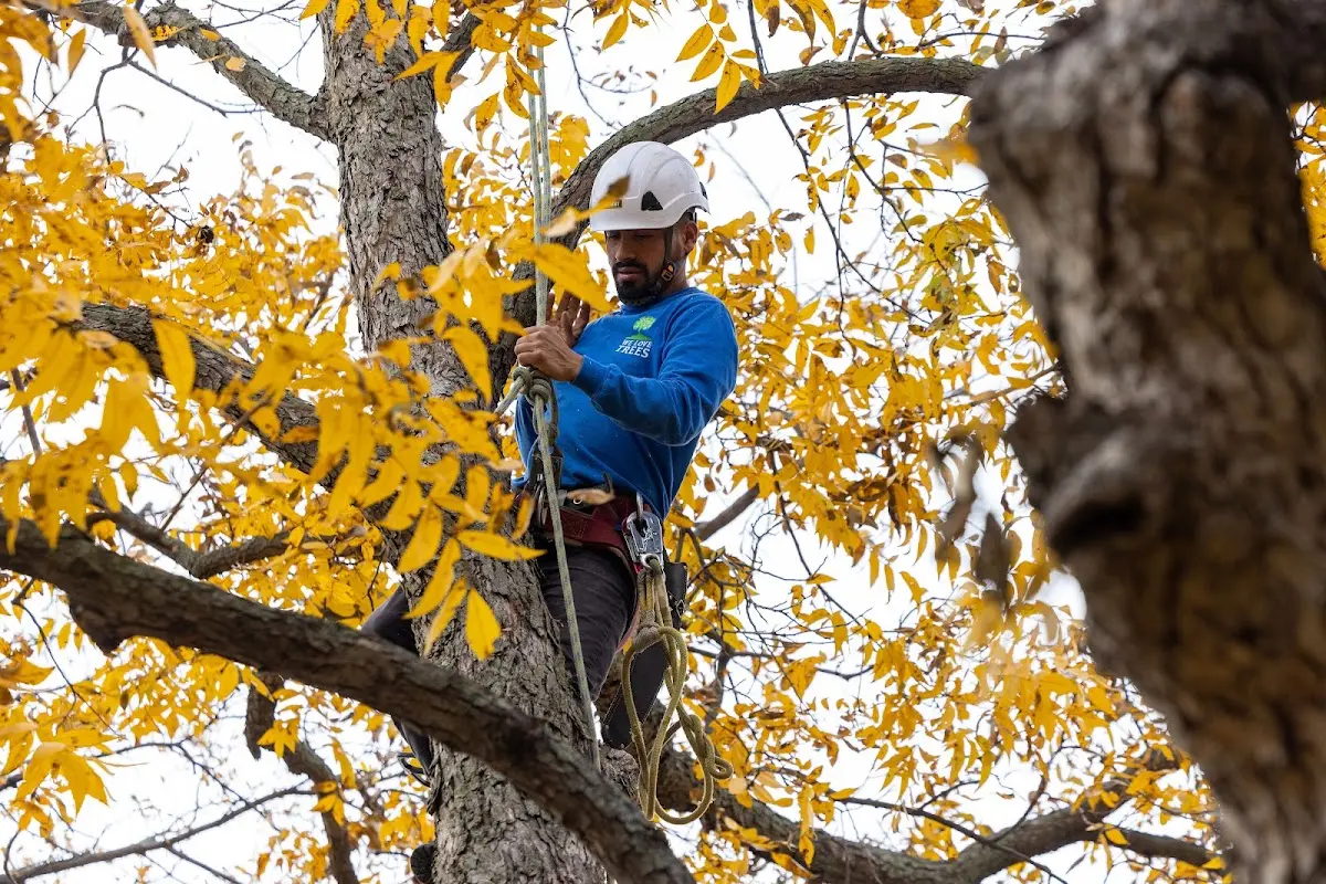 Skilled Tree Pruning crew working in Milbank